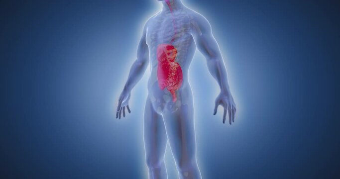 Belly, entrails, intestines, body scan,  medical screen 3D render, human anatomy, computer anatomy, body skeleton, X-ray scan