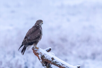 Myszolow zwyczajny Buteo buteo © Robert