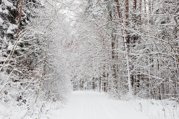 Zimowy leśny krajobraz, leśna droga  pokryta śniegiem © Ianu Arius