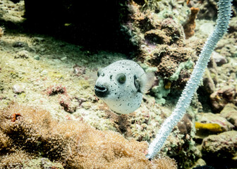Masked Puffer Fish slowly floating at the bottom of the Indian ocean © Sergey