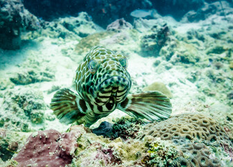 Grouper fish smiles very rarely. Andaman sea, Thailand