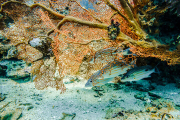 Fototapeta na wymiar Bright coral hiding a flock of fish at the bottom of the Indian Ocean