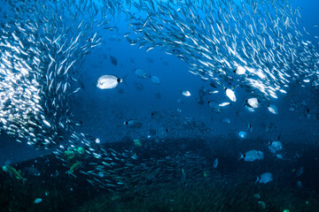 Schooling fish swim above wreck in North Carolina