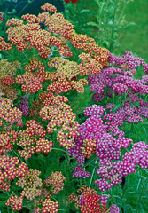The mixed colours of the Achillea 'Fanal' in a flower border © Garden Guru