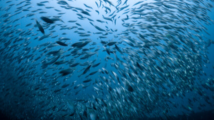 Schooling fish swim above wreck in North Carolina