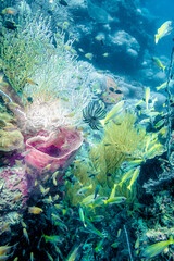 Amazing colors of the coral reef in the Andaman sea in Thailand