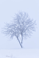 Fototapeta na wymiar Freistehender Baum im Schneesturm