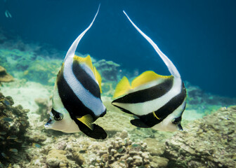 A pair of butterfly fishes in Andaman sea in Thailand