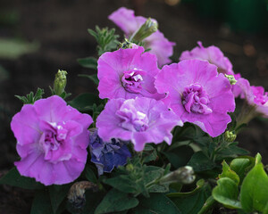 pink-lilac multi-flowered terry petunia in garden