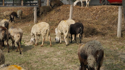 Obraz premium Sheep are grazing in farm