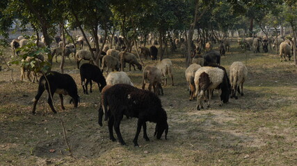 Fototapeta na wymiar Sheep are grazing in farm