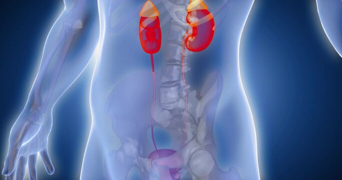 Kidneys, adrenal glands, genitourinary system, body scan, joint, medical screen 3D render, human anatomy, computer anatomy, body skeleton, X-ray scan