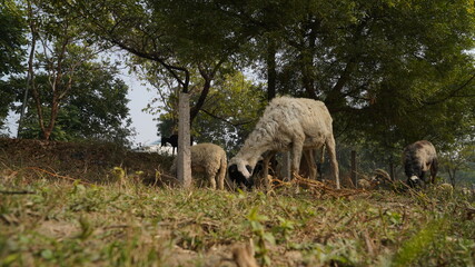 Obraz na płótnie Canvas Sheep are grazing in farm