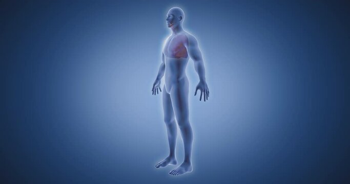 Kidneys, adrenal glands, genitourinary system, body scan, joint, medical screen 3D render, human anatomy, computer anatomy, body skeleton, X-ray scan
