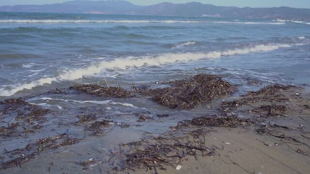 Sea water waves dissolving on sandy seashore with heap of seaweed