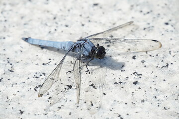 大理石の上のシオカラトンボ