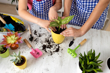 Plant transplantation in process, close up of a flowerpot that was just freshly planted by two young ladies