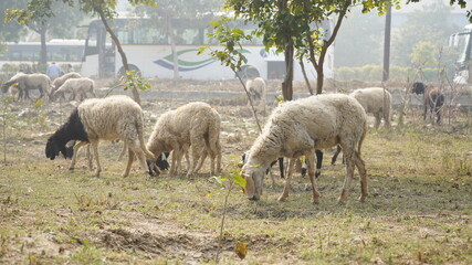 Sheep are grazing in farm