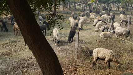 Obraz premium Sheep are grazing in farm