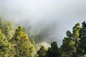 Landscape with trees in Gran Canaria in the fog