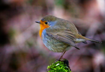 European robin, Erithacus rubecula, or robin redbreast, perched on a branch by day