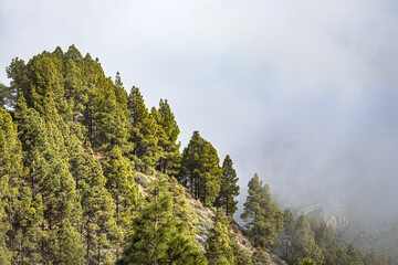 Landscape with trees in Gran Canaria in the fog
