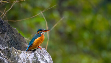 Kingfisher looks for prey from rock in national park vietnam