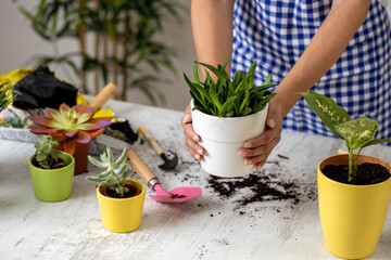 Close up of women’s hands holding a white flowerpot with a plant in it