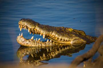 Nile crocodile, crocodylus niloticus in Kruger National Park South Africa
