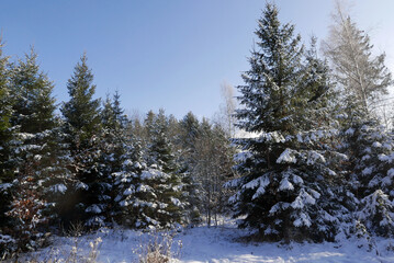 Wald im Winter - Schnee auf Tannen