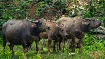 Naklejka na ściany i meble Family of water buffalo in Vietnam - Bubalus bubalis