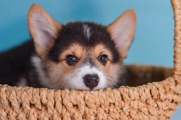 Photo of a Pembroke Welsh Corgi puppy in red, tricolor colors, for the exhibition on a gray background. friendly dog, smiling and happy