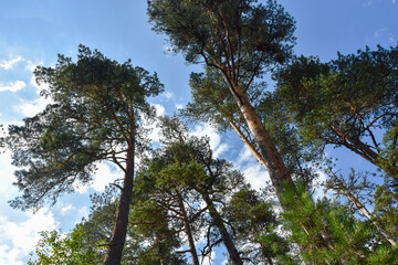 Huge pine trees against a blue blue sky in the Tsey gorge, North Ossetia, Russia
