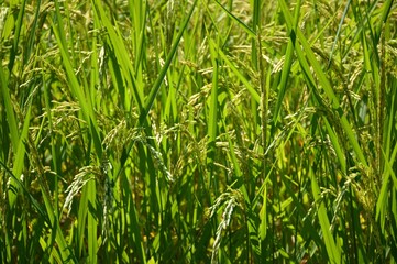 fresh green rice tree in country Thailand