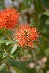 red combretum erythrophyllum flower in nature garden