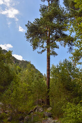 Obraz premium Huge pine trees against a blue blue sky in the Tsey gorge, North Ossetia, Russia