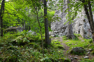 Mountain forest on a sunny summer day in the Tsey gorge, Russia, North Ossetia