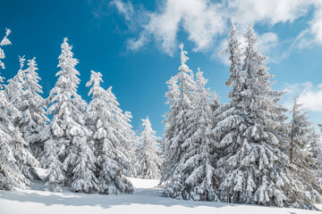 Majestic white spruces trees glowing by sunlight agains dark blue sky. Gorgeous winter scene. Location place Czech republic, Krkonose.
