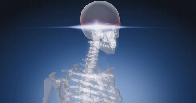 Human skeleton, bone scan, joint, medical screen, human anatomy, computer anatomy, body skeleton, X-ray scan