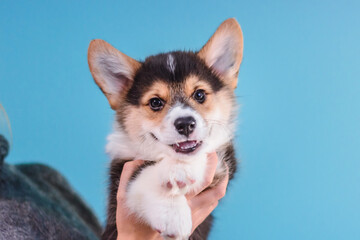 Photo of a Pembroke Welsh Corgi puppy in red, tricolor colors, for the exhibition on a gray background. friendly dog, smiling and happy