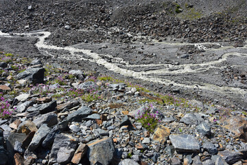 The Tsey glacier melts on a hot summer day and forms many large and small streams, North Ossetia, Russia