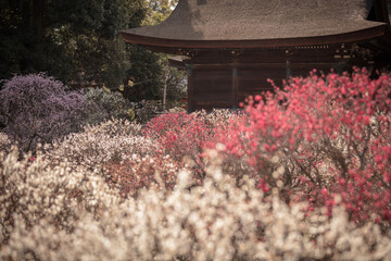 大阪府 道明寺天満宮 梅園