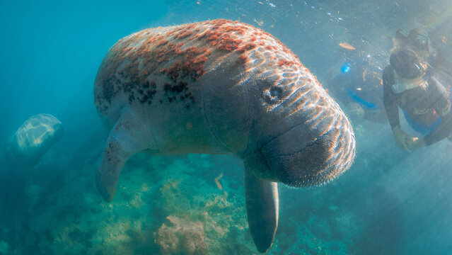 Girl Swimming And Snorkeling With Manatee In Florida