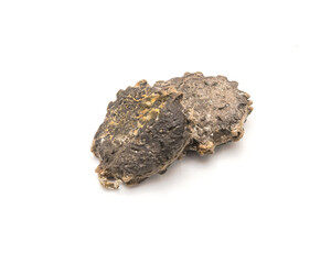 Two gac seeds (momordica cochinchinensis) isolated on white background