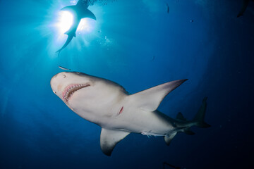 Lemon shark - Negaprion brevirostris  © Mike Workman