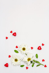 Red hearts and fresh fragrant chrysanthemums isolated on white background