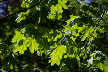 Fototapeta na wymiar Green maple tree branches