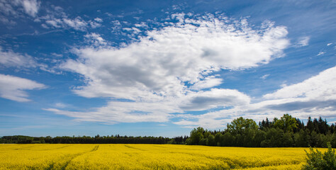 Cultivated yellow raps field in Lithuania
