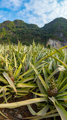 Pineapple farm in Asia - Vietnam