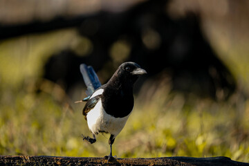 Fototapeta premium Magpie on the ground